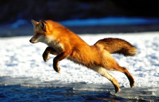 Рожденным не только ползать... - ведущие Анжелика Доний и Женя Доний - Центр Контактной Импровизации в Москве