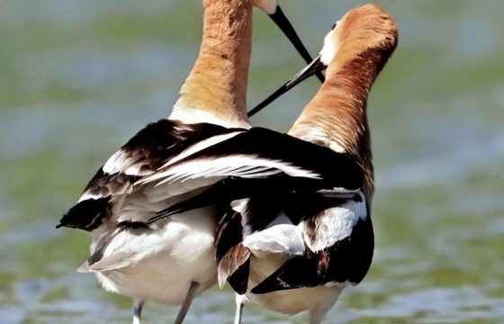 Контактанго о свободе, класс и джемилонга - ведущий Ната Постскриптум - Центр Контактной Импровизации в Москве