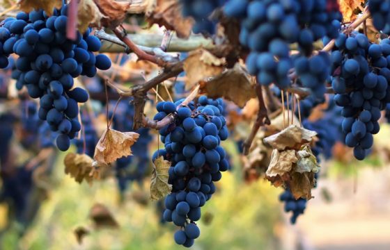 MOLDOVA DANCEFEST - ведущие Стив Баттс, Саша Сошникова, Сергей Головня, Лейлани Вейс, и другие - Центр Контактной Импровизации в Москве